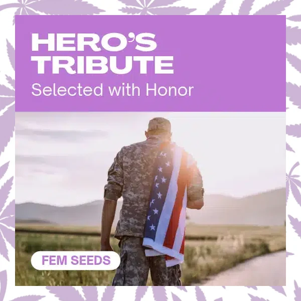 Hero’s Tribute cannabis strain plant