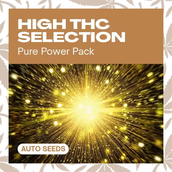 High THC Selection Auto cannabis strain plant