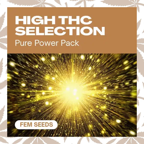 High THC Selection cannabis strain plant