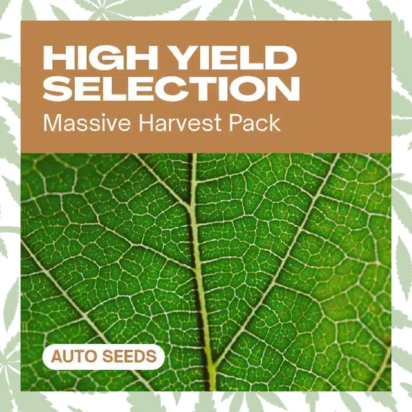 High Yield Selection Auto cannabis strain plant