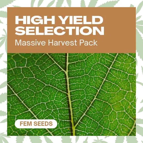 High Yield Selection Fem cannabis strain plant