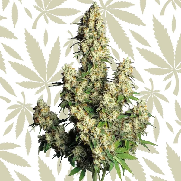 Hindu Kush Autoflower cannabis strain plant