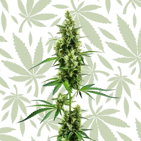 Hindu Kush Regular cannabis strain plant