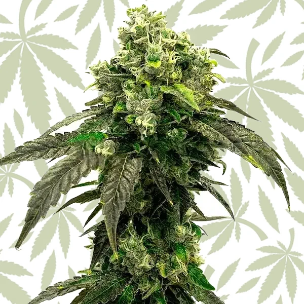 Hindu Kush cannabis strain plant