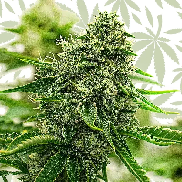 Hippo High cannabis strain plant