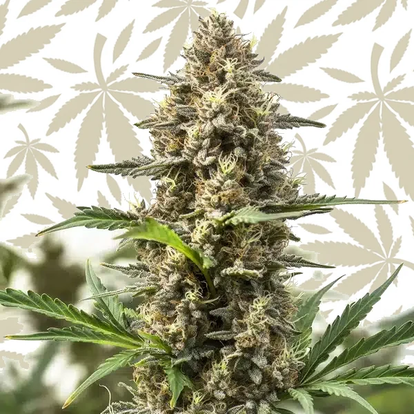 Holy Grail OG cannabis strain plant