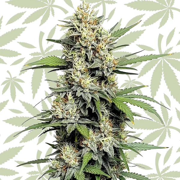 Honey Buns cannabis strain plant