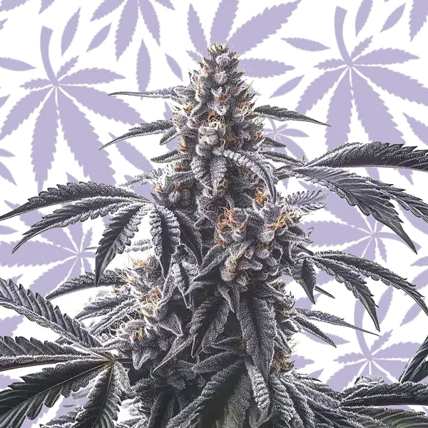 Horchata cannabis strain plant
