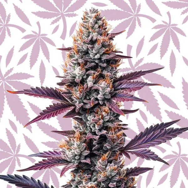 Humboldt cannabis strain plant