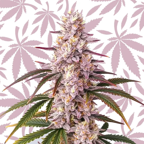 Ice Cream Cake cannabis seed pack