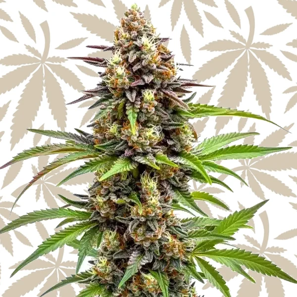 Ice Cream x SFV OG cannabis strain plant