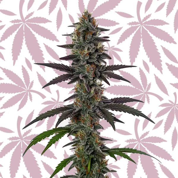 Illemonati cannabis strain plant