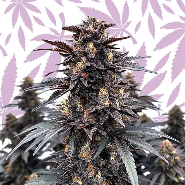 Indigo Sapphire cannabis strain plant
