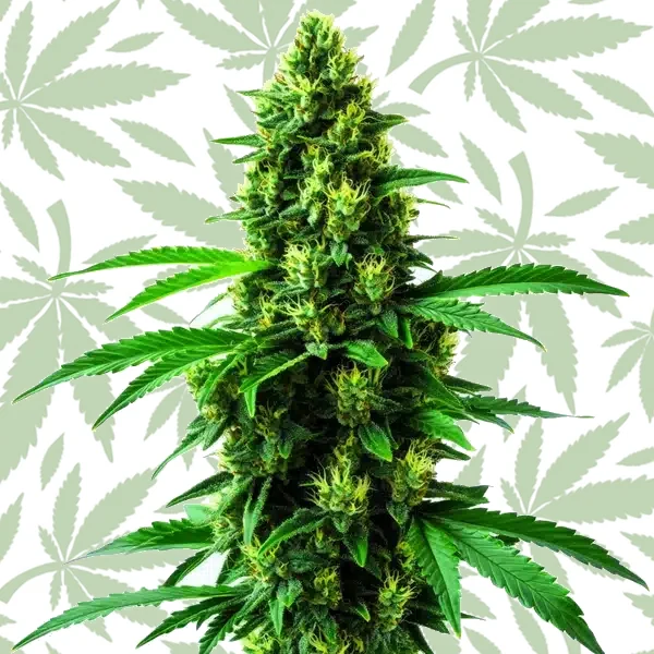 Irish Cream cannabis strain plant