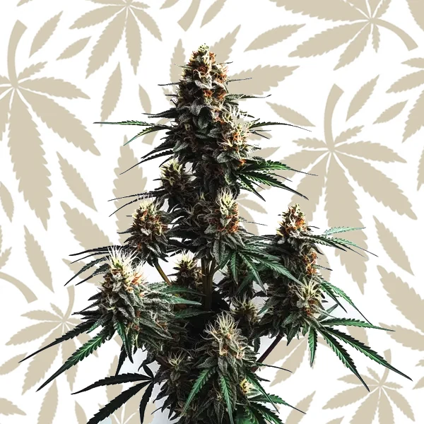 Jack Herer Auto cannabis strain plant