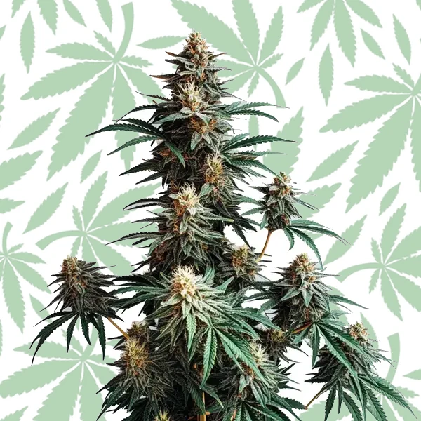 Jack Herer Fast Version cannabis strain plant
