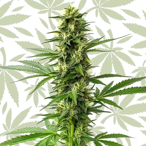 Jack Herer Regular cannabis strain plant