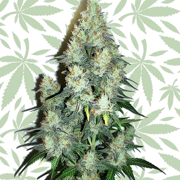 Jack Herer x Cinderella 99 Auto cannabis strain plant