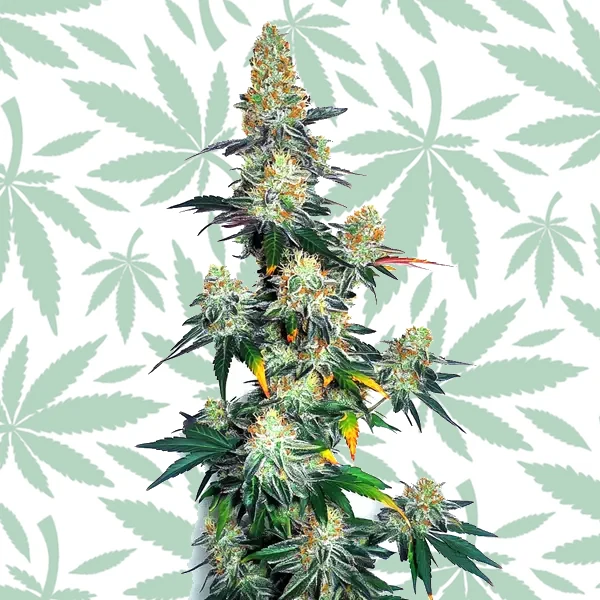 Jack Herer x GG Autoflower cannabis strain plant