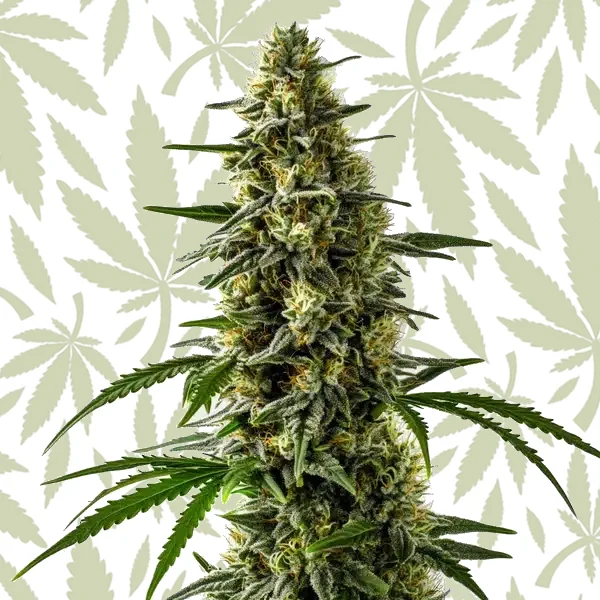 Jack Herer x Skunk cannabis strain plant
