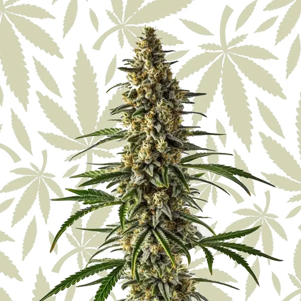 Jack Herer x Super Skunk cannabis strain plant
