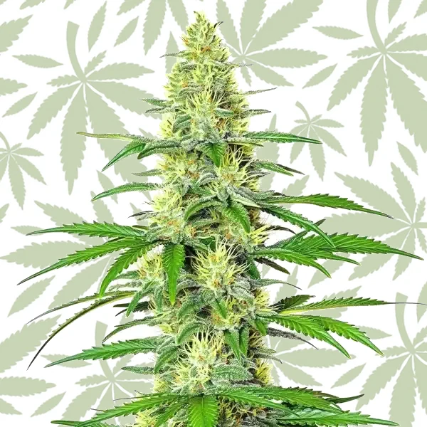 Jack Herer x White Widow Auto cannabis strain plant