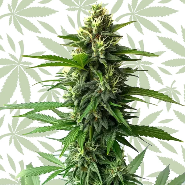 Jack Herer cannabis strain plant