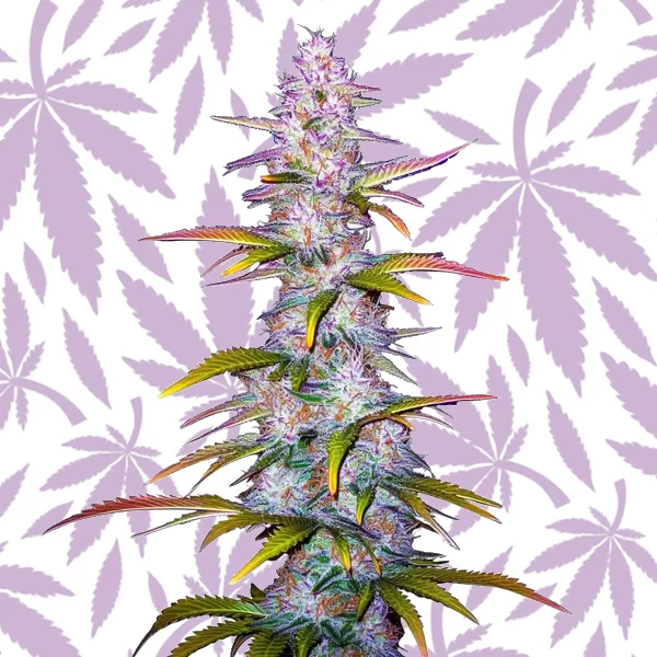 Jack Horror cannabis strain plant