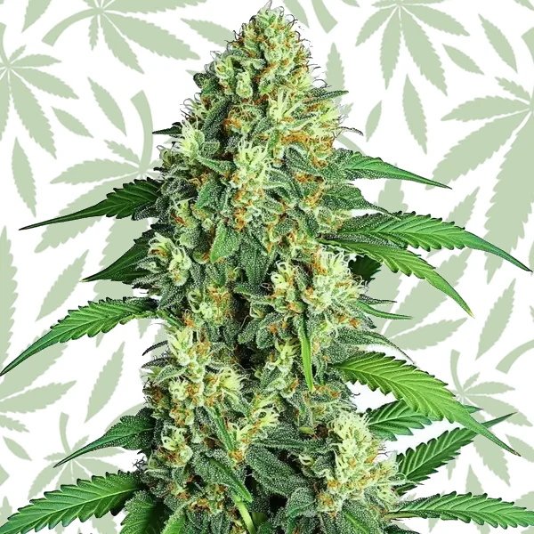 Jamaican cannabis strain plant