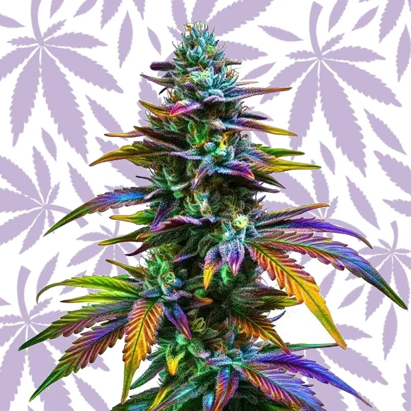 Jealousy F1 cannabis strain plant