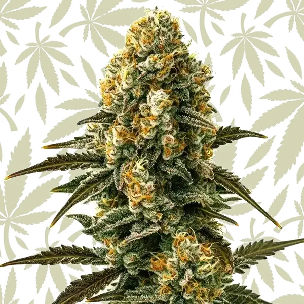 Jilly Bean Regular cannabis strain plant
