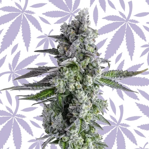 John Connor cannabis seed pack