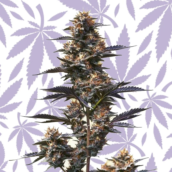 Jokerz cannabis strain plant