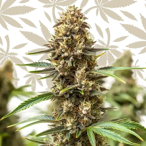Jony Pot x Pineapple Sherbet Regular cannabis strain plant
