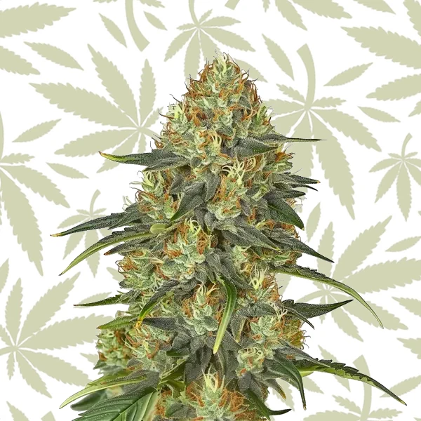 Jungle Lava cannabis strain plant