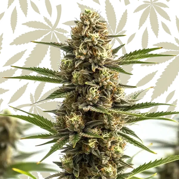 Jungle Wreck cannabis strain plant
