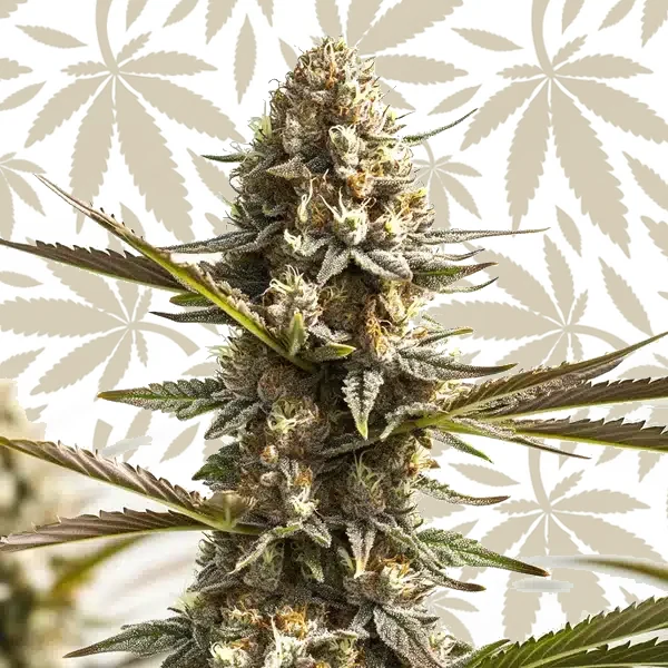 Kabrales Auto cannabis strain plant