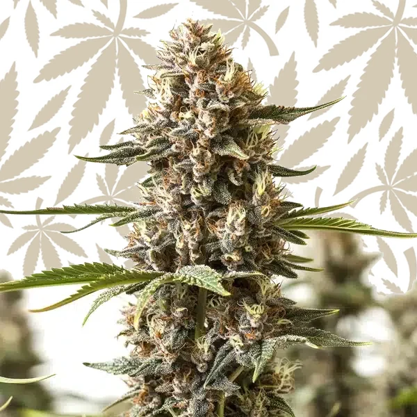 Kabrales cannabis strain plant