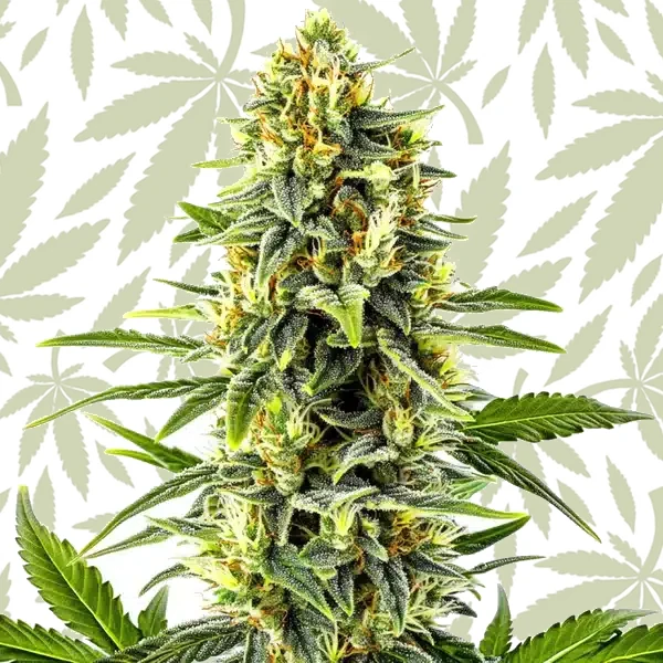 Kali Mist cannabis strain plant