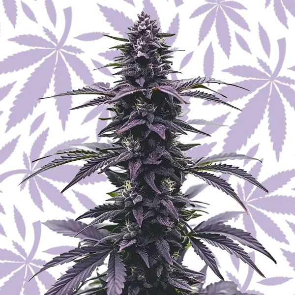Key Lime Jack cannabis strain plant