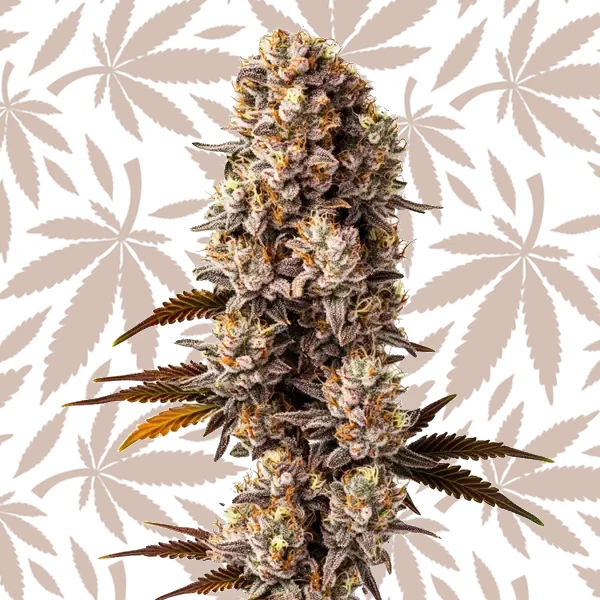 Killer cannabis strain plant