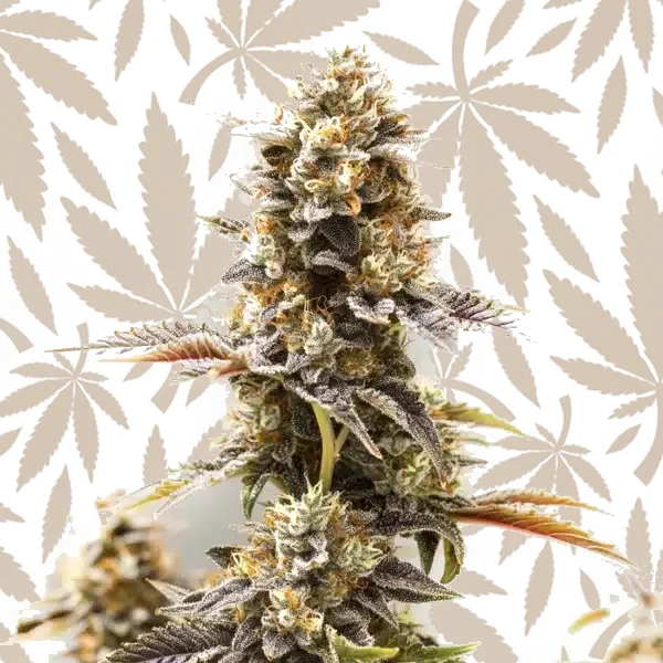 Koji cannabis strain plant