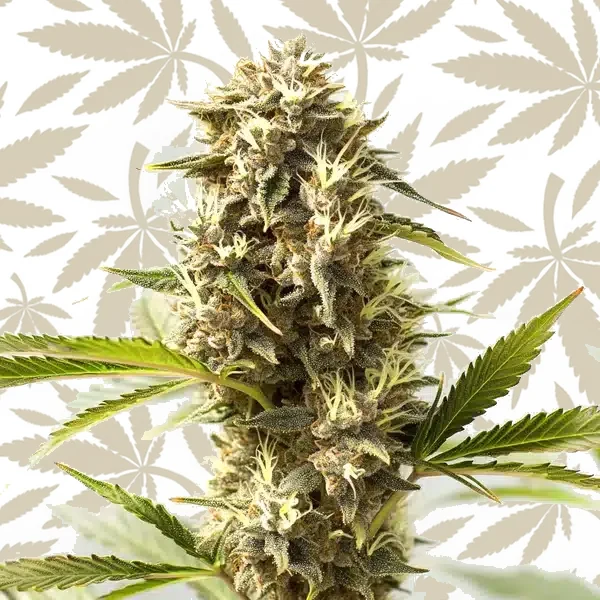 Kosher Kush x Tangerine cannabis strain plant