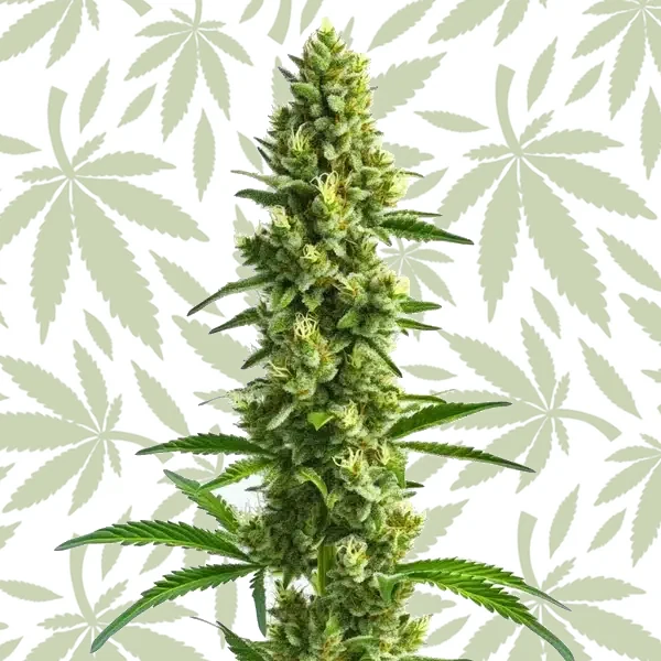 Kosher Kush cannabis strain plant