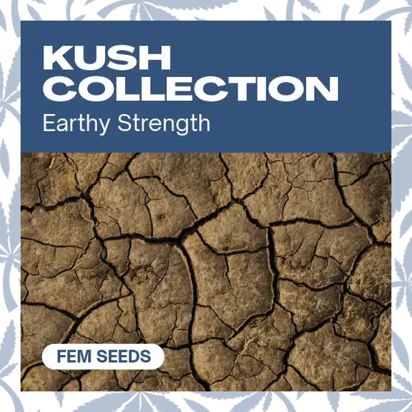Kush Collection cannabis strain plant