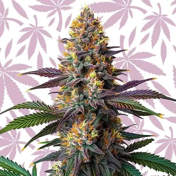 Kush Mints Fast Version cannabis strain plant