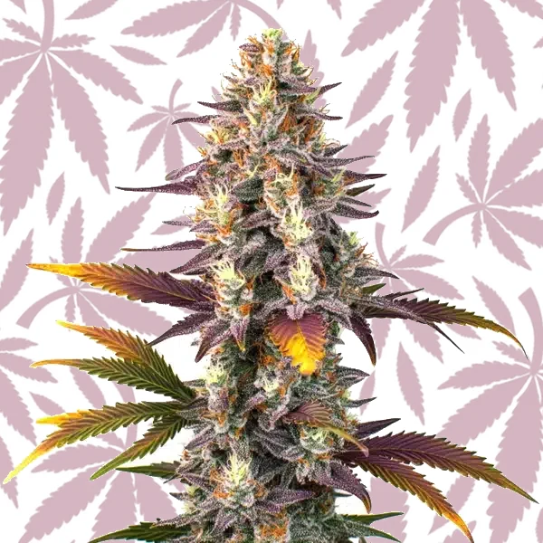 Kush Mints Regular cannabis seed pack
