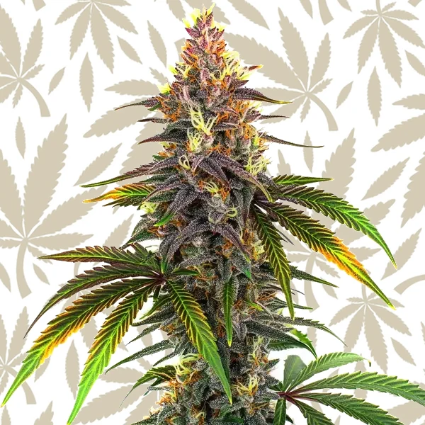 Kush Mints cannabis strain plant