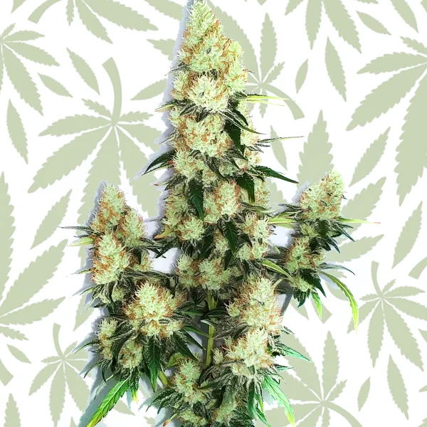 Kush XL Auto cannabis strain plant