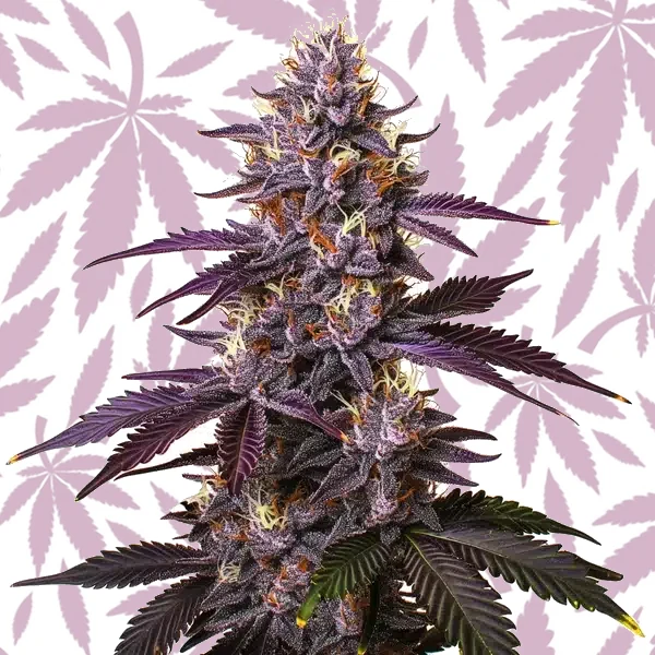 Kushberry cannabis strain plant